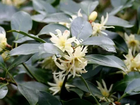 ILLICIUM RELIGIOSUM BRANCH/LEAF EXTRACT 대표 사진