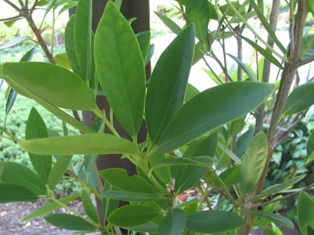 ILLICIUM VERUM FRUIT/SEED OIL 대표 사진