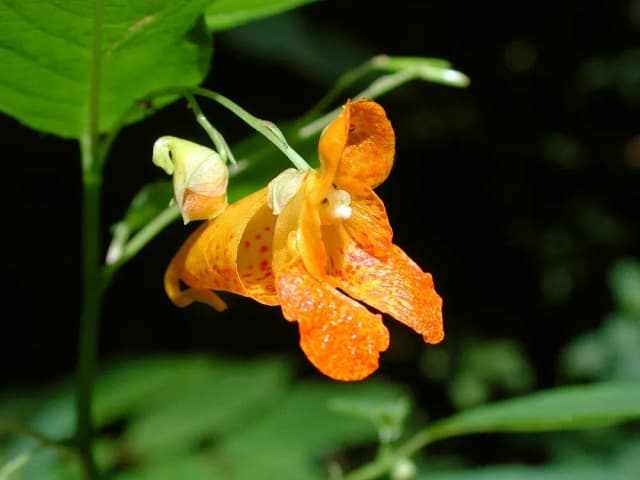 물봉선화추출물 대표 사진