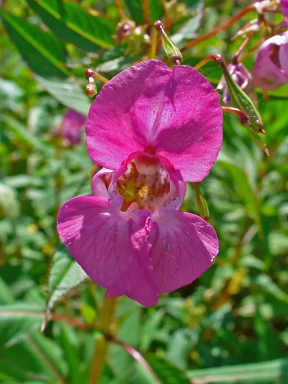 IMPATIENS GLANDULIFERA (FLOWER/LEAF/SEED/SEED POD)/PANDANUS AMARYLLIFOLIUS LEAF EXTRACT 대표 사진