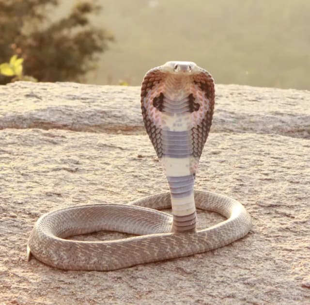 INDIAN COBRA VENOM EXTRACT 대표 사진