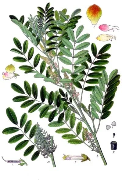 INDIGOFERA SUFFRUTICOSA LEAF/STEM EXTRACT 대표 사진