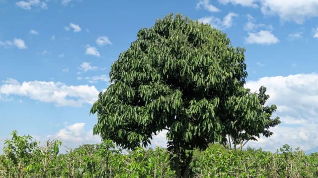 INGA EDULIS LEAF EXTRACT 대표 사진