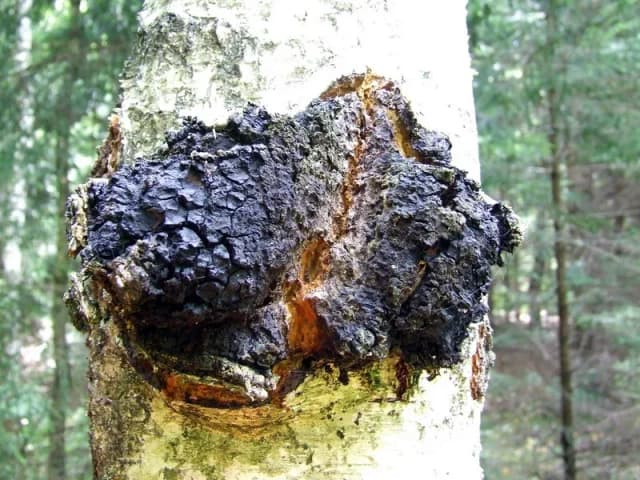 INONOTUS OBLIQUUS EXTRACT 대표 사진