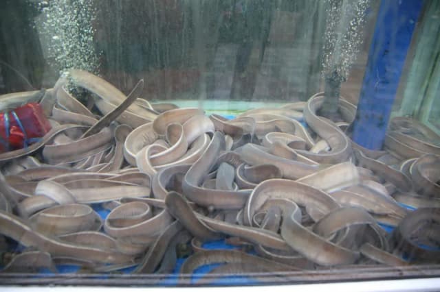 INSHORE HAGFISH SKIN MUCUS EXTRACT 대표 사진