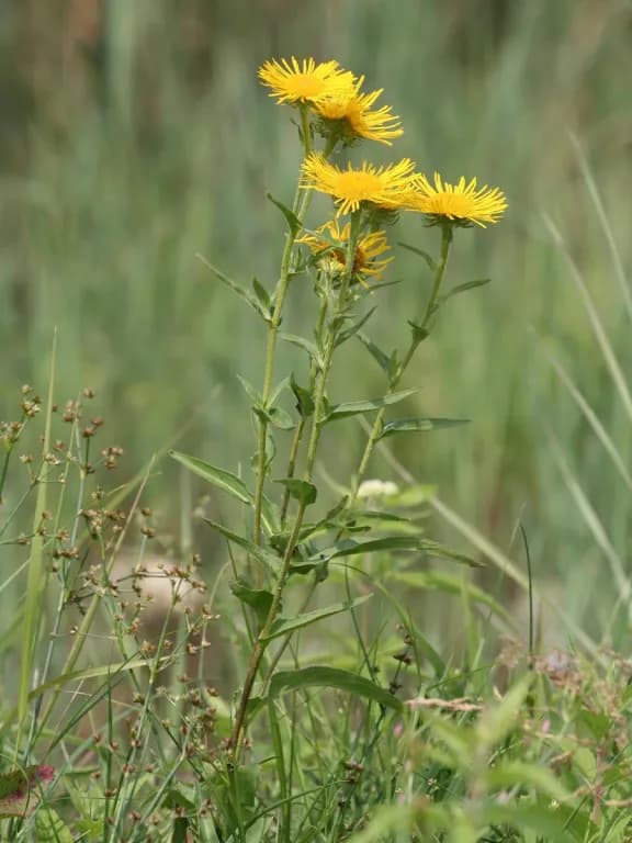 INULA BRITANNICA FLOWER/LEAF/STEM EXTRACT 대표 사진