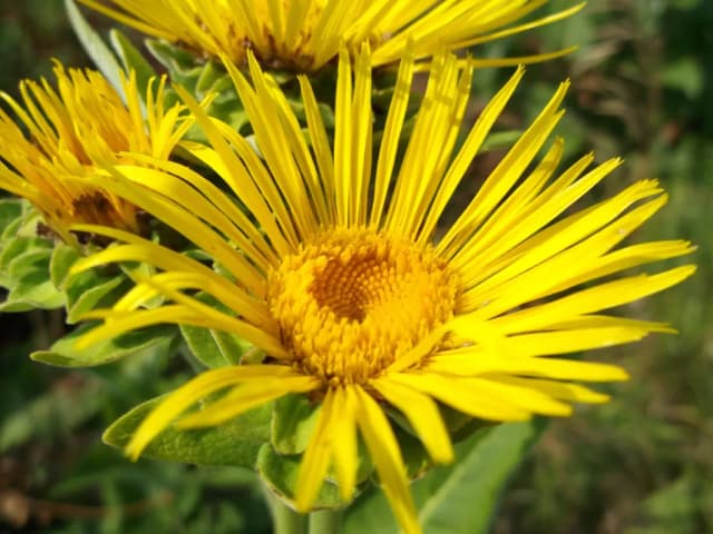 INULA HELENIUM ROOT EXTRACT 대표 사진