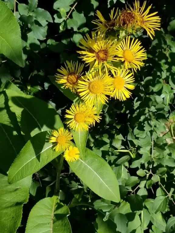 INULA RACEMOSA ROOT EXTRACT 대표 사진