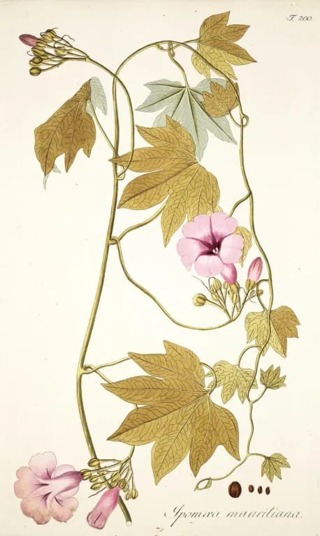 IPOMOEA DIGITATA TUBER EXTRACT 대표 사진