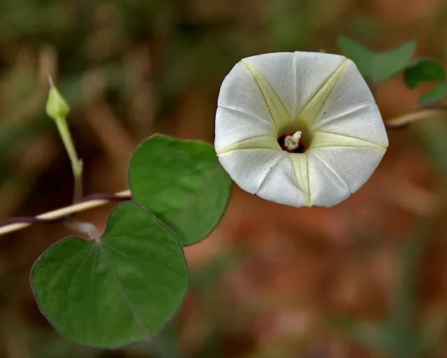 IPOMOEA OBSCURA LEAF/STEM EXTRACT 대표 사진