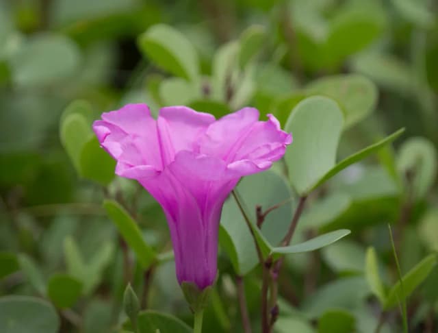 IPOMOEA PES-CAPRAE FLOWER/LEAF/STEM EXTRACT 대표 사진