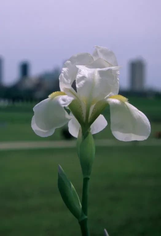 IRIS FLORENTINA FLOWER WAX 대표 사진