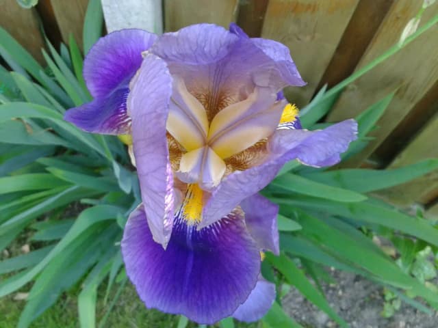 IRIS GERMANICA LEAF/STEM EXTRACT 대표 사진