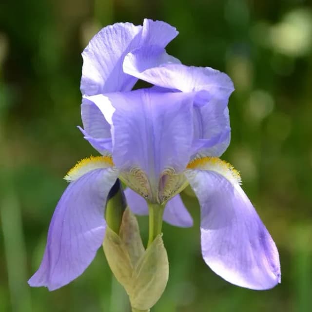 IRIS PALLIDA RHIZOME OIL 대표 사진