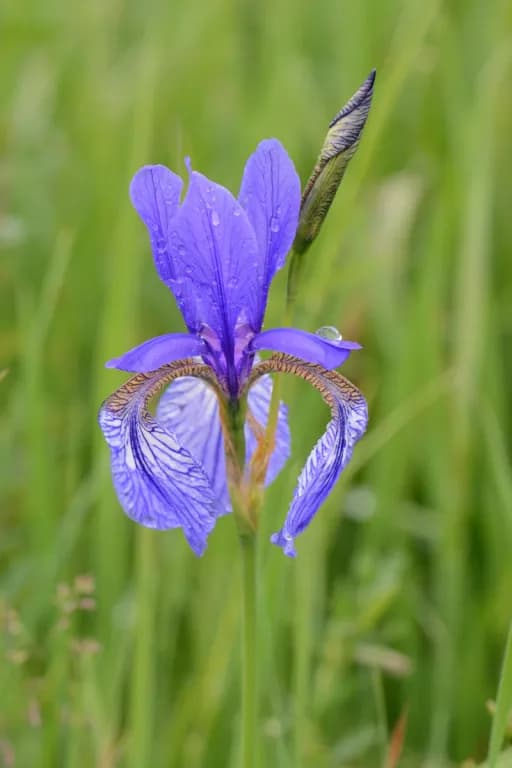 IRIS SIBIRICA ROOT EXTRACT 대표 사진
