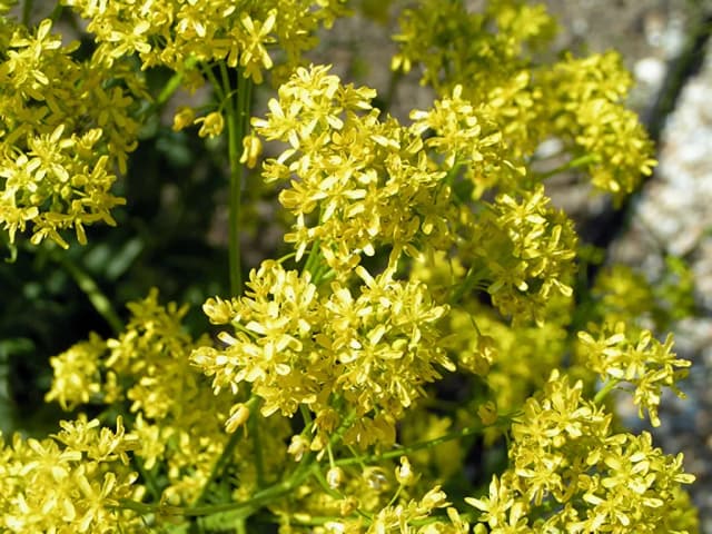 ISATIS TINCTORIA SEED OIL 대표 사진