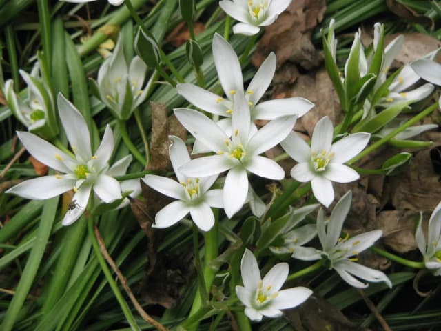 ORNITHOGALUM UMBELLATUM BULB EXTRACT Photo