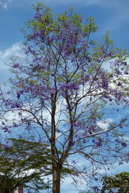 JACARANDA CAUCANA LEAF EXTRACT 대표 사진