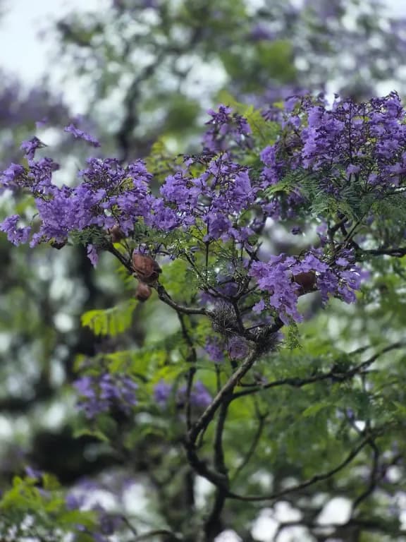 JACARANDA MIMOSIFOLIA FLOWER EXTRACT 대표 사진