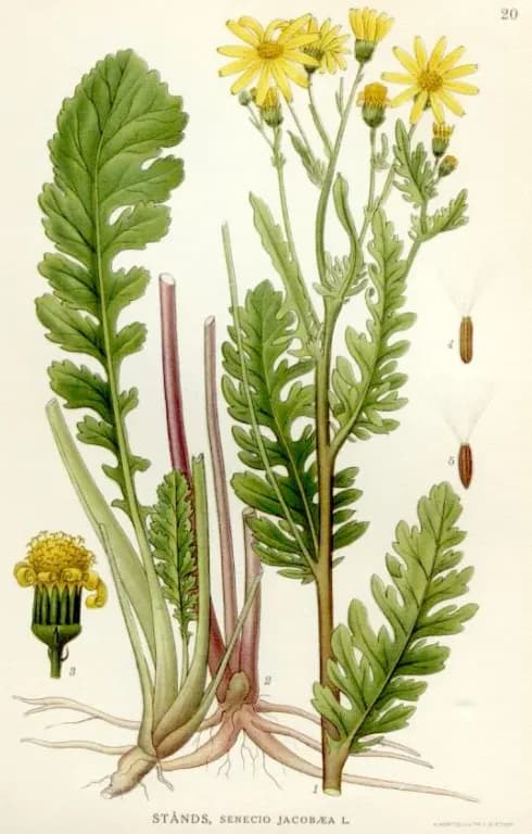 JACOBAEA VULGARIS EXTRACT 대표 사진