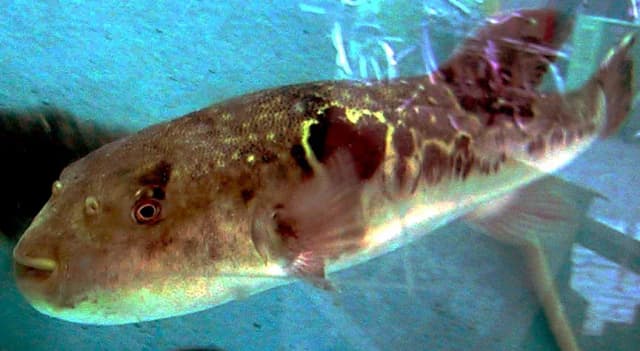 JAPANESE PUFFERFISH SKIN EXTRACT 대표 사진