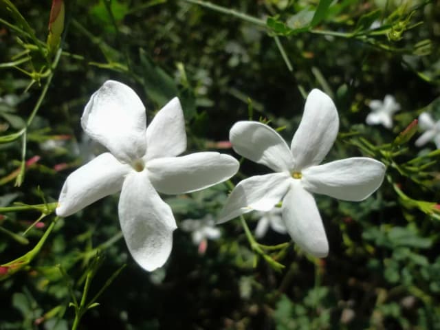 JASMINUM GRANDIFLORUM FLOWER OIL 대표 사진