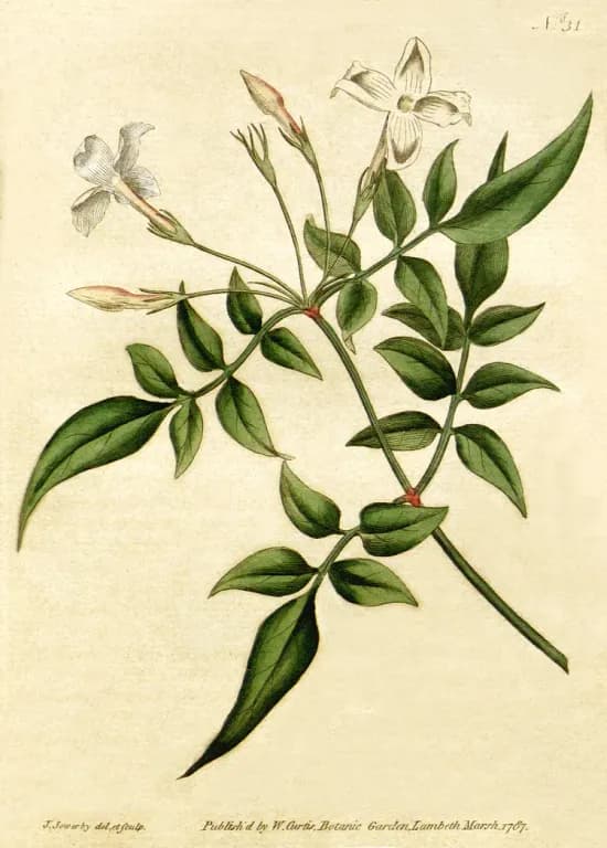 JASMINUM OFFICINALE OIL 대표 사진