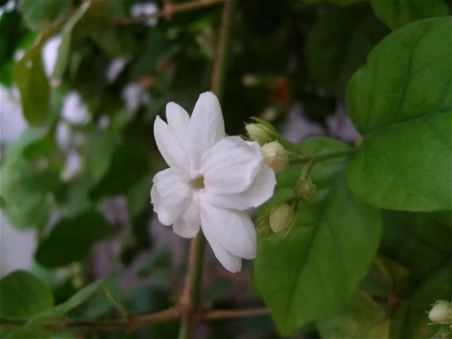 JASMINUM SAMBAC LEAF CELL EXTRACT 대표 사진
