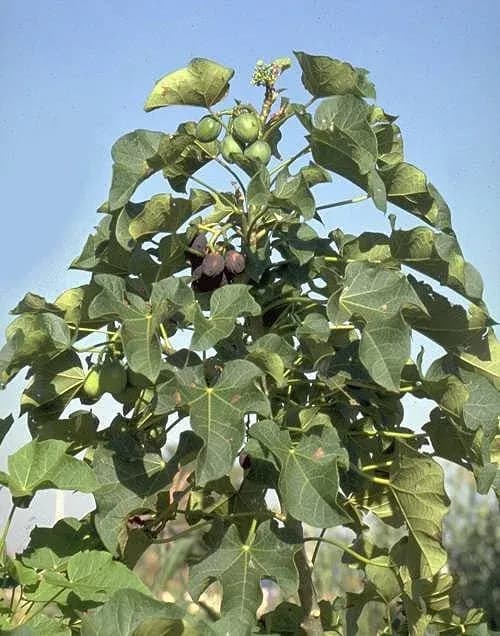 JATROPHA CURCAS SEED OIL 대표 사진