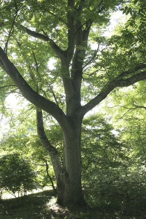 JUGLANS MANDSHURICA BARK EXTRACT 대표 사진