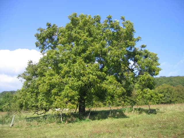 JUGLANS REGIA SEED OIL 대표 사진