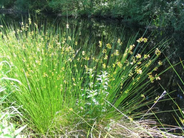 JUNCUS EFFUSUS STALK EXTRACT 대표 사진