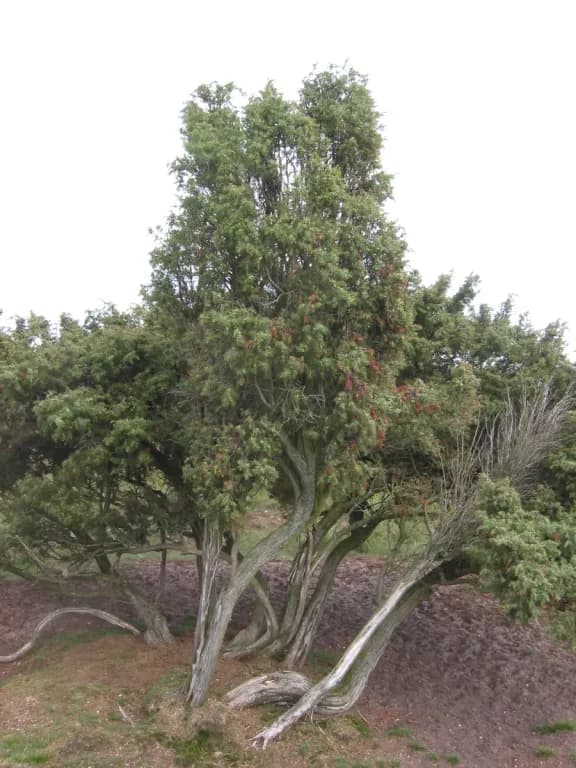 JUNIPERUS COMMUNIS FRUIT/ROSMARINUS OFFICINALIS/SALVIA OFFICINALIS EXTRACT 대표 사진