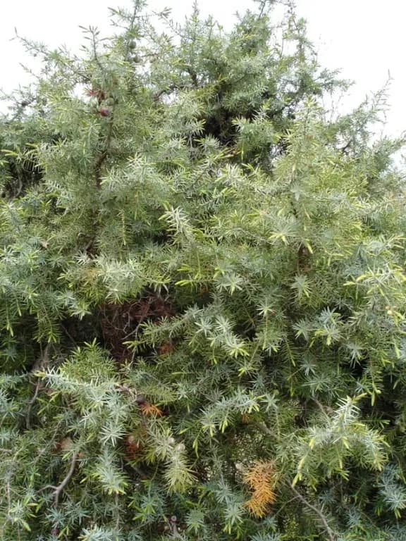 JUNIPERUS OXYCEDRUS WOOD TAR 대표 사진