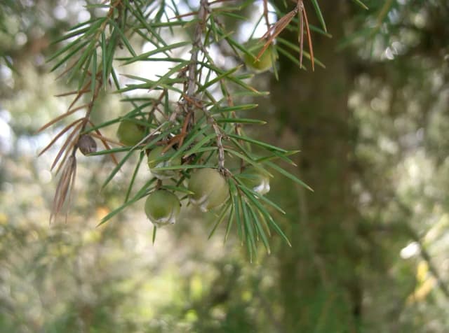 JUNIPERUS RIGIDA LEAF OIL 대표 사진