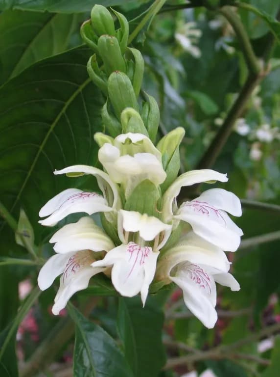 JUSTICIA ADHATODA ROOT EXTRACT 대표 사진