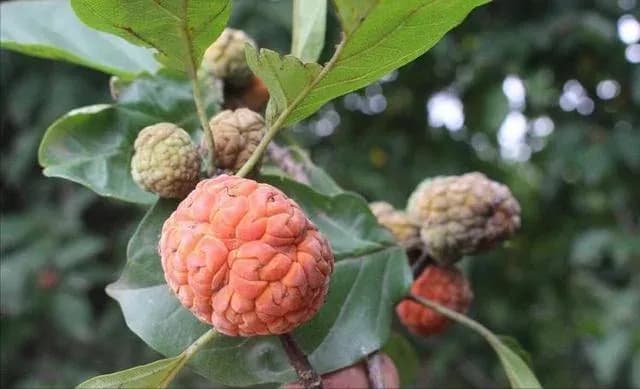 KADSURA COCCINEA ROOT EXTRACT 대표 사진