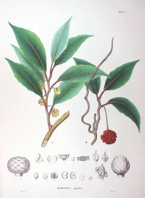 KADSURA JAPONICA BRANCH/FRUIT/LEAF EXTRACT 대표 사진