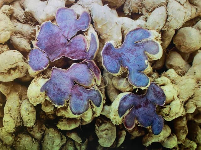 KAEMPFERIA PARVIFLORA RHIZOME WATER 대표 사진