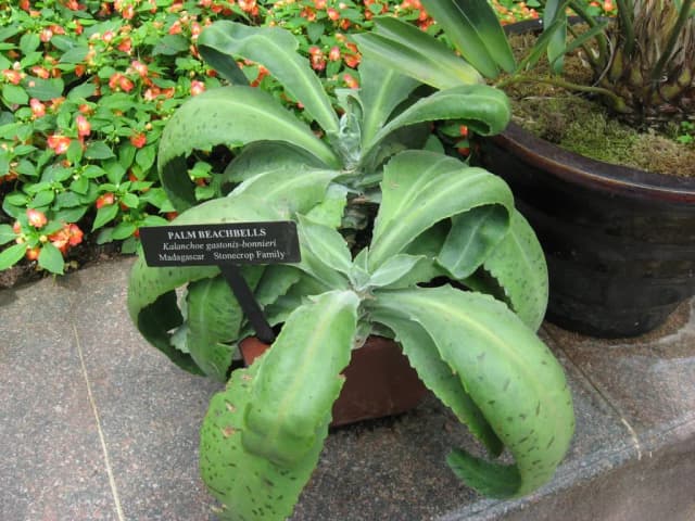 KALANCHOE GASTONIS-BONNIERI LEAF EXTRACT 대표 사진