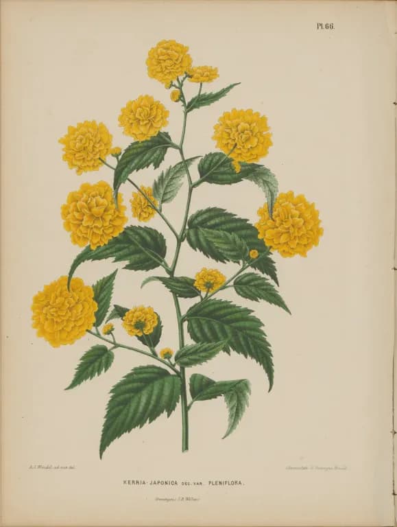 KERRIA JAPONICA FLOWER EXTRACT 대표 사진