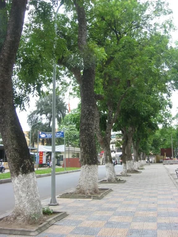 KHAYA SENEGALENSIS BARK EXTRACT 대표 사진