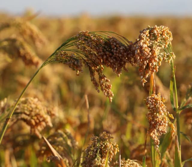PANICUM MILIACEUM EXTRACT 대표 사진