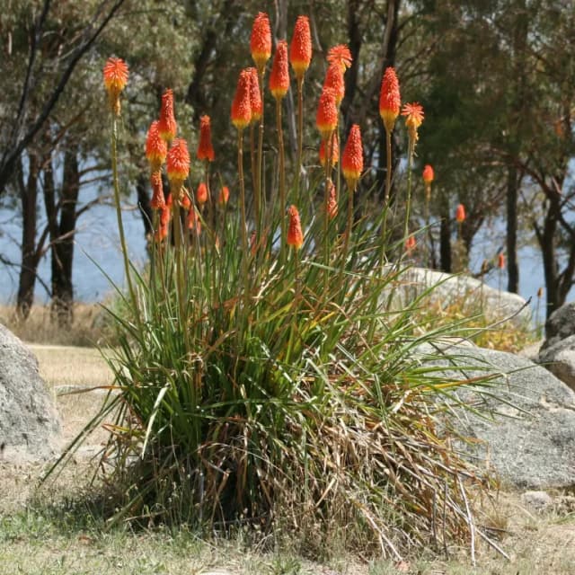 KNIPHOFIA UVARIA SEED OIL 대표 사진