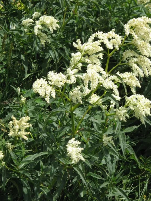 KOENIGIA ALPINA EXTRACT 대표 사진