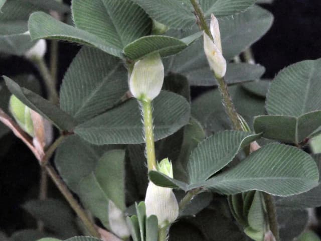 KUMMEROWIA STIPULACEA EXTRACT 대표 사진