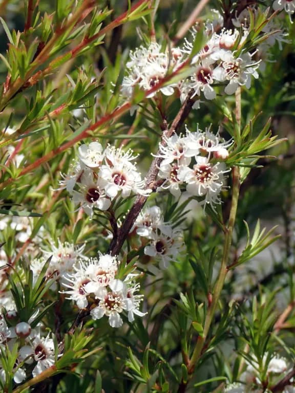 KUNZEA ERICOIDES BRANCH/LEAF WATER 대표 사진