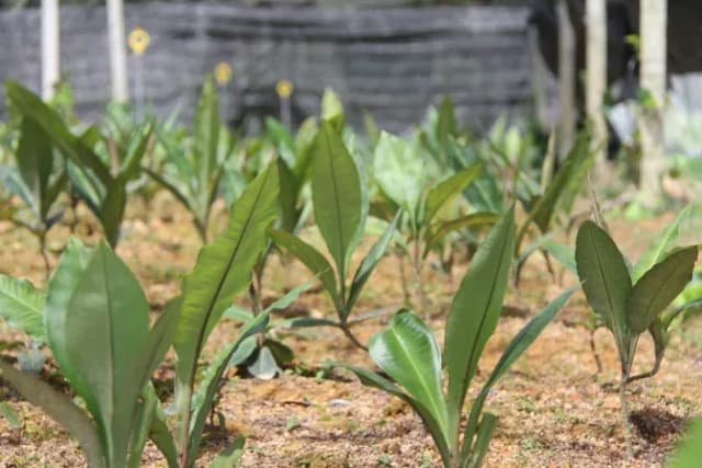 LABISIA PUMILA EXTRACT 대표 사진