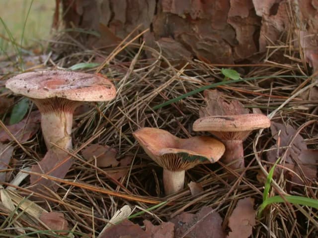 LACTARIUS HATSUDAKE FRUITING BODY EXTRACT 대표 사진