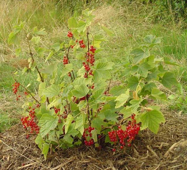 RIBES RUBRUM FRUIT 대표 사진